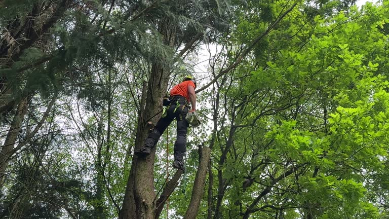 How Our Tree Care Process Works  in Fort Myers Shores, FL